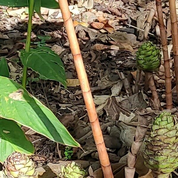 Costus dubius خشب