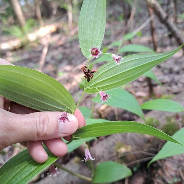 Streptopus lanceolatus Flower