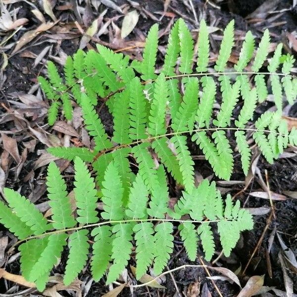 Thelypteris palustris Leaf