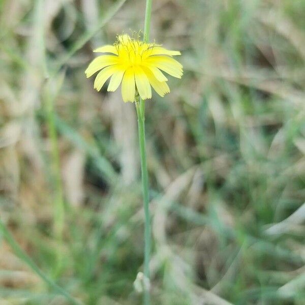 Launaea nudicaulis Habit