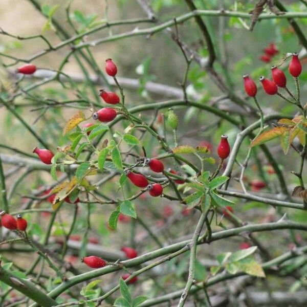 Rosa canina Plod