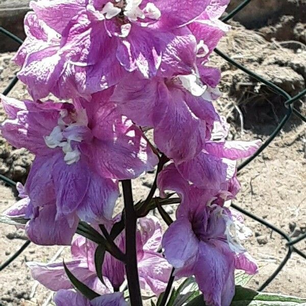 Delphinium elatum 花