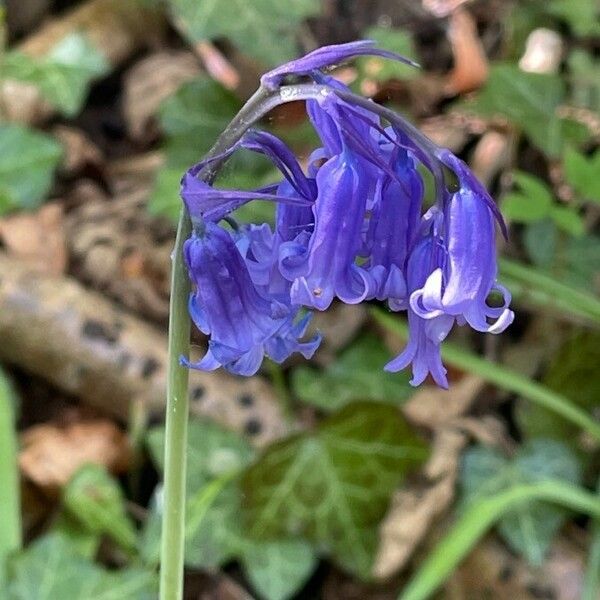 Hyacinthoides non-scripta Flor