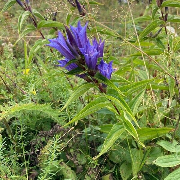 Gentiana asclepiadea Staniste