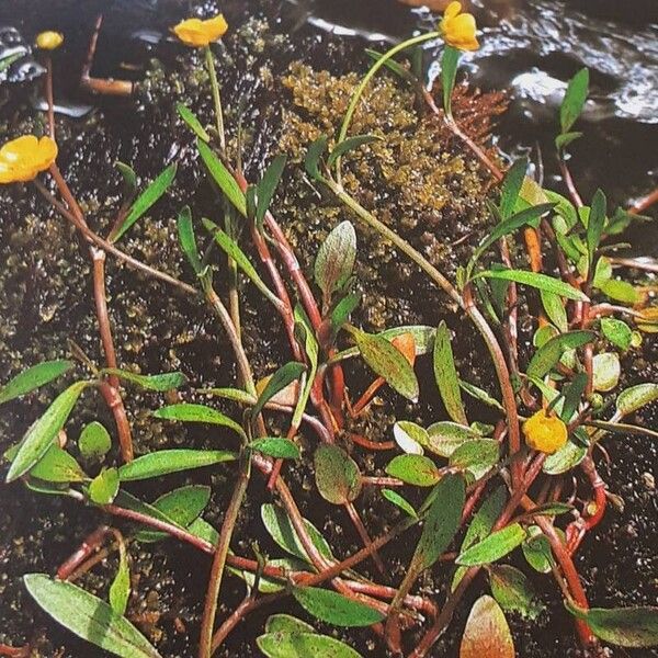 Ranunculus flammula Habit