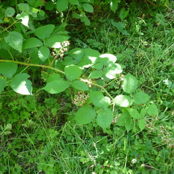 Rubus koehleri Altres