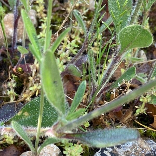 Silene nocturna Leaf