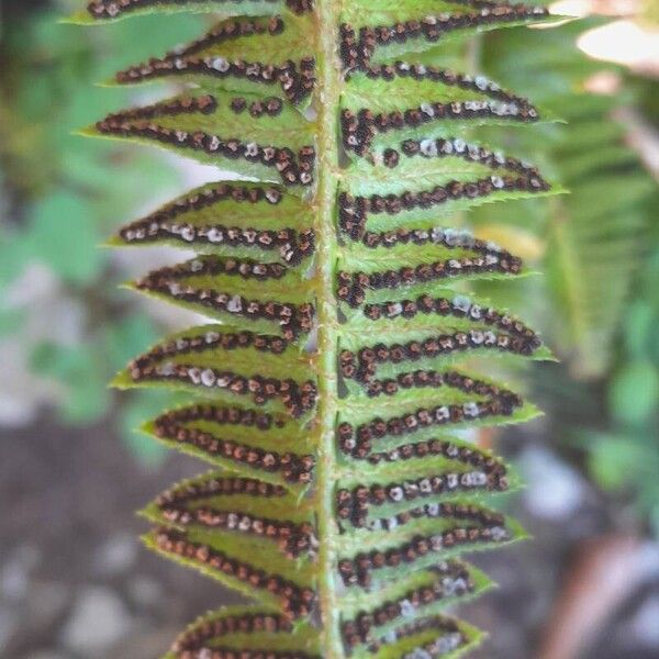 Polystichum lonchitis Flor