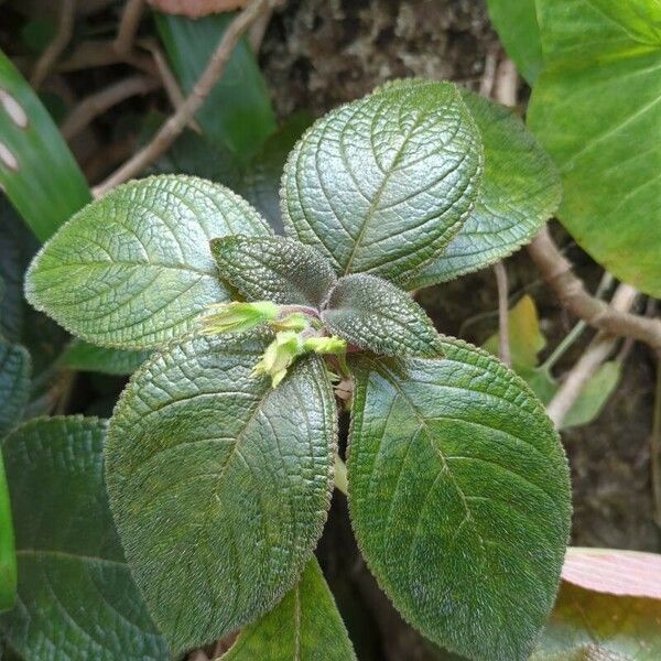 Nautilocalyx melittifolius पत्ता