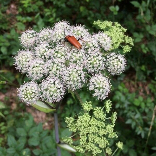 Angelica sylvestris 花