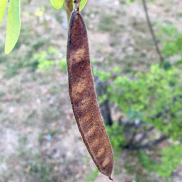 Bauhinia galpinii Fruit