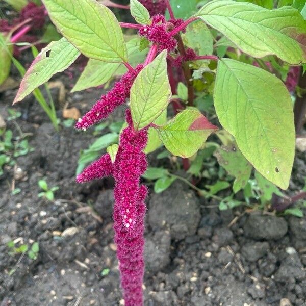 Amaranthus caudatus Flower