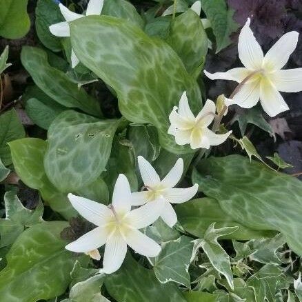 Erythronium oregonum Lorea