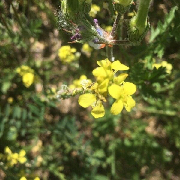 Rapistrum rugosum Blüte