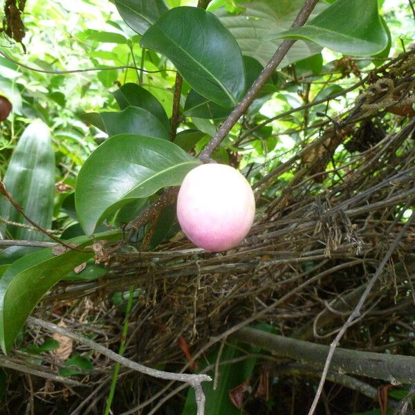 Annona glabra Fruct