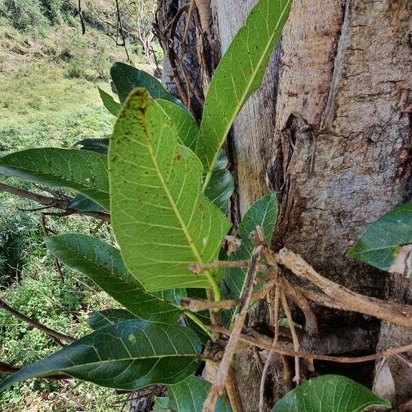 Ficus ingens Levél