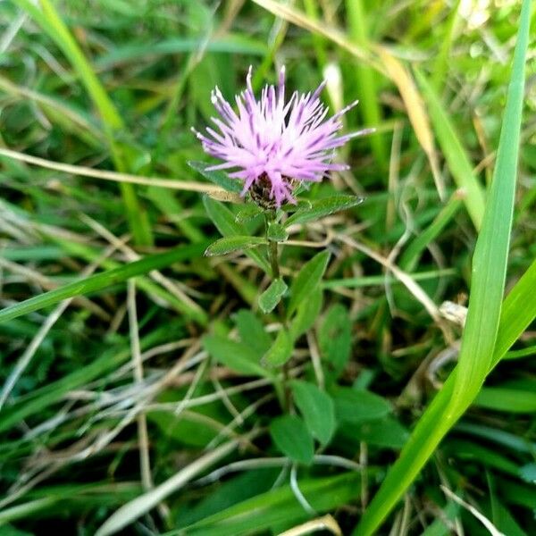 Centaurea nigra Habit