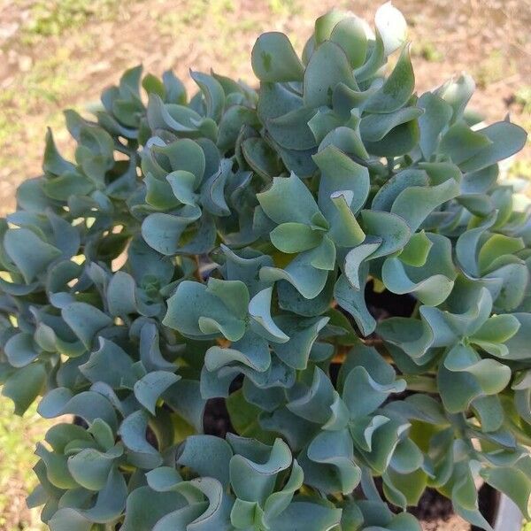 Crassula arborescens 葉