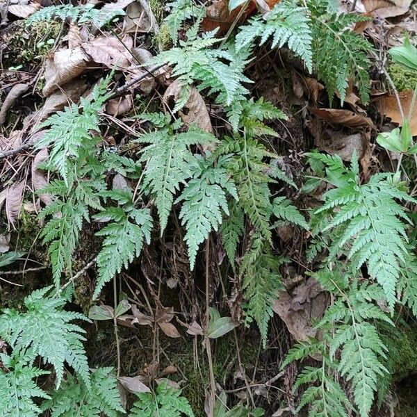 Asplenium onopteris Habit