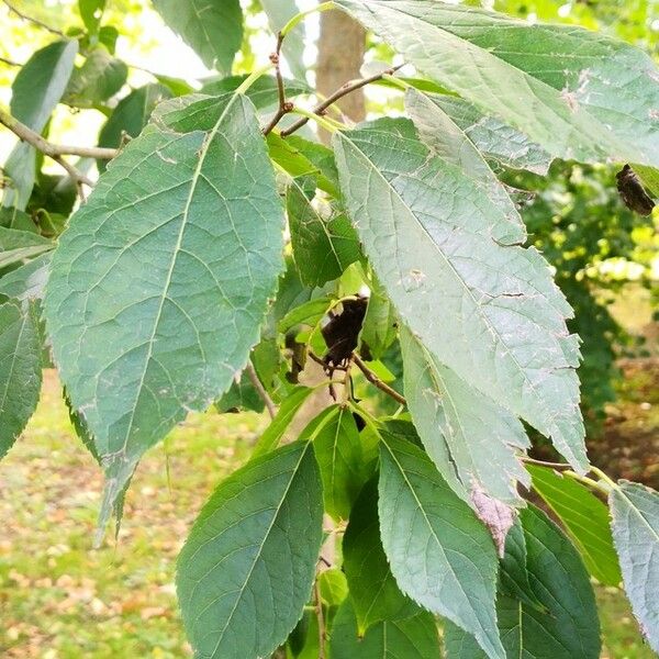 Eucommia ulmoides Hoja