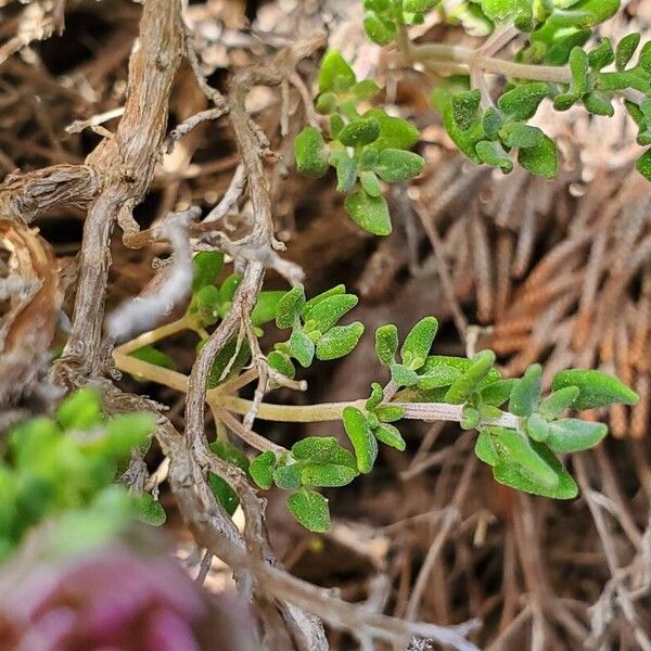 Thymus camphoratus Ліст