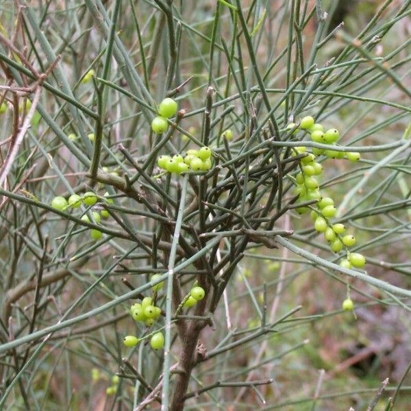 Leptomeria acida Облик