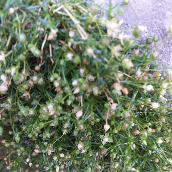 Sagina procumbens Flower