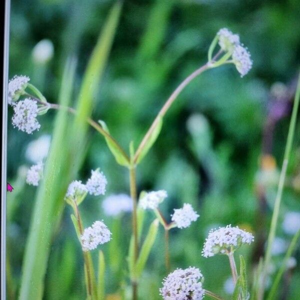 Valeriana coronata Цветок