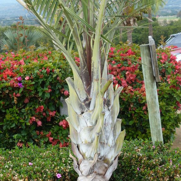 Dypsis decaryi Bark