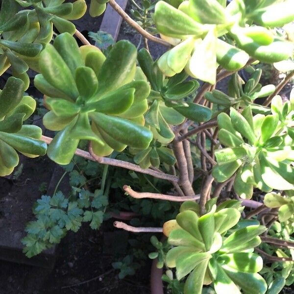 Sedum dendroideum Blad