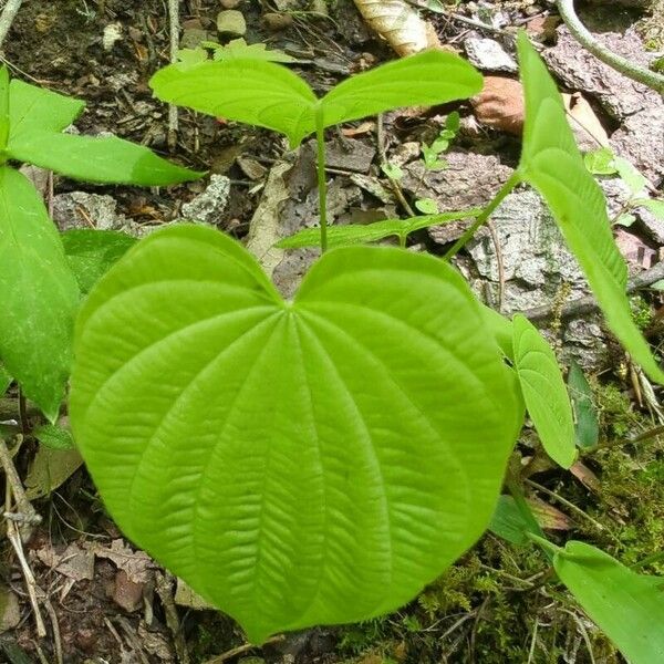 Dioscorea villosa 葉