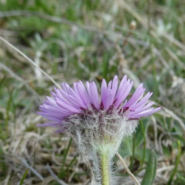 Erigeron uniflorus Цветок