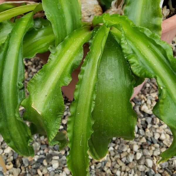 Veltheimia bracteata برگ