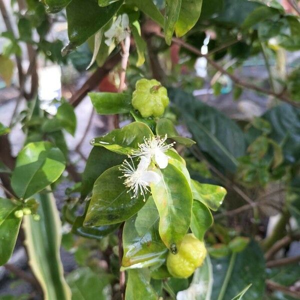 Psidium guajava Žiedas