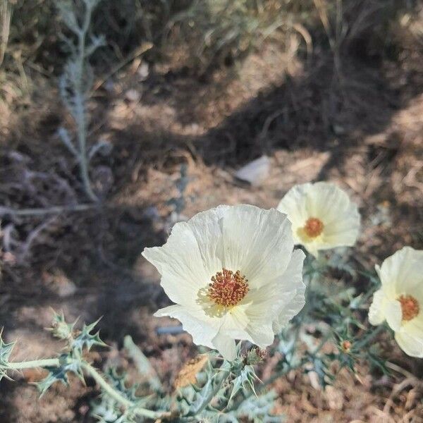 Argemone ochroleuca Flor