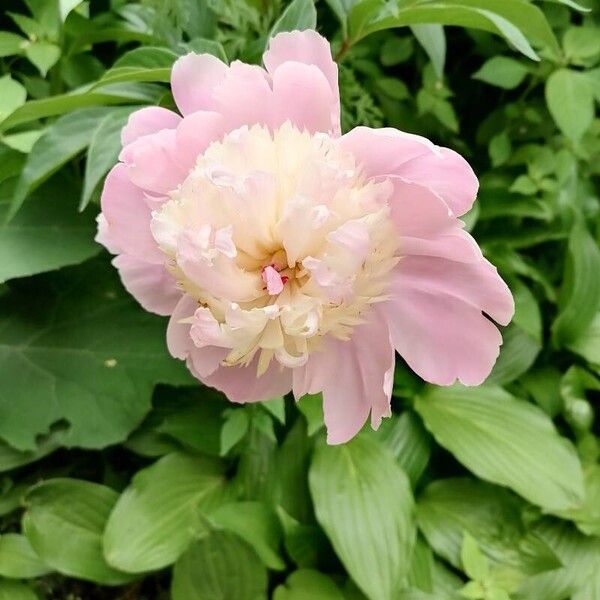 Paeonia lactiflora फूल