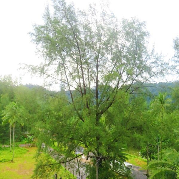 Casuarina equisetifolia Habit