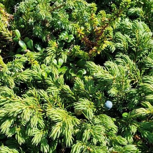 Juniperus communis Φύλλο