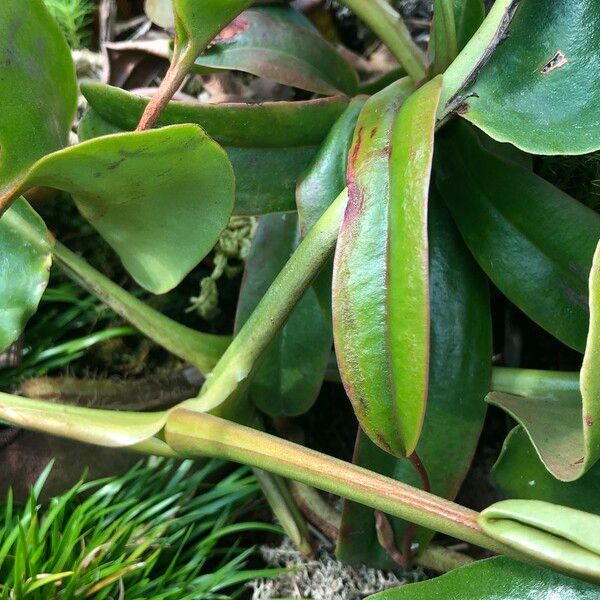 Nepenthes truncata Habit