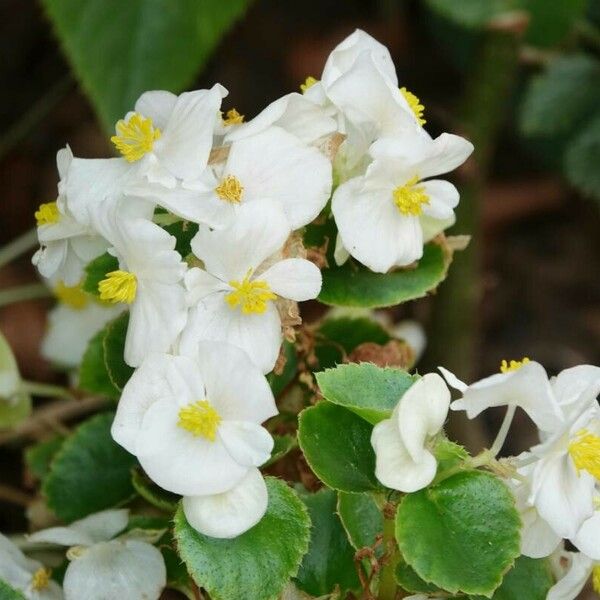 Begonia minor Žiedas