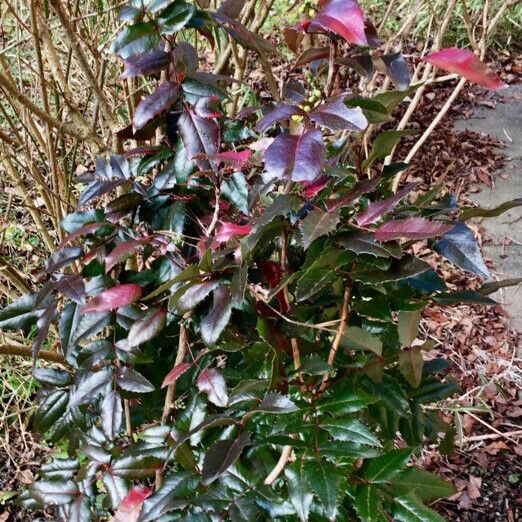 Berberis aquifolium Leht