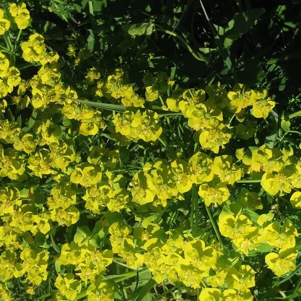 Euphorbia cyparissias फूल