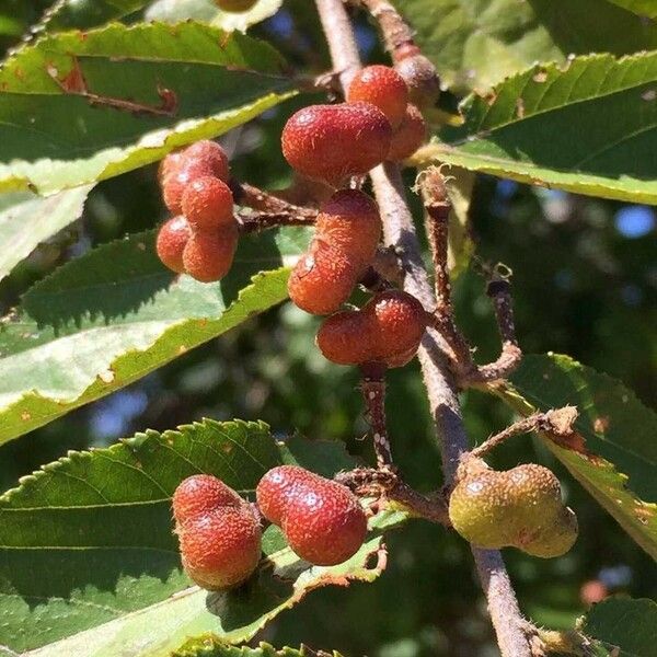 Grewia flavescens Froito