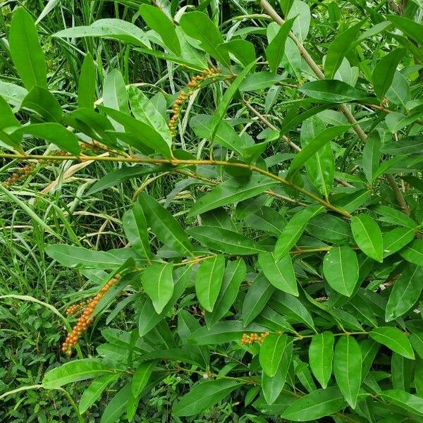 Citharexylum caudatum Liść