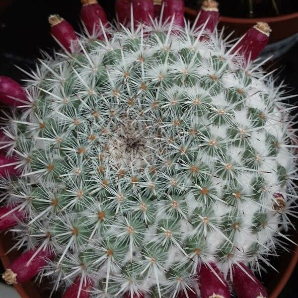 Mammillaria hahniana फल