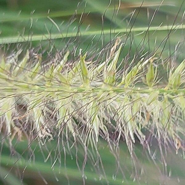 Cenchrus alopecuroides Flower