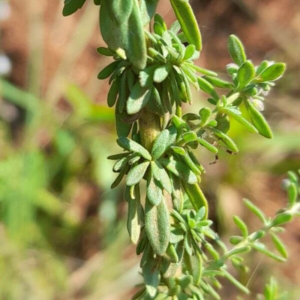 Scoparia dulcis Leaf