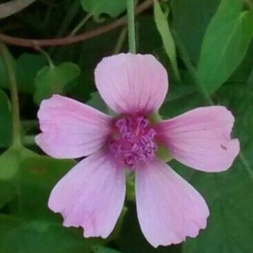 Althaea cannabina Flower