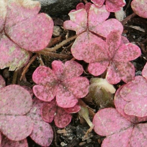 Oxalis corniculata ഇല