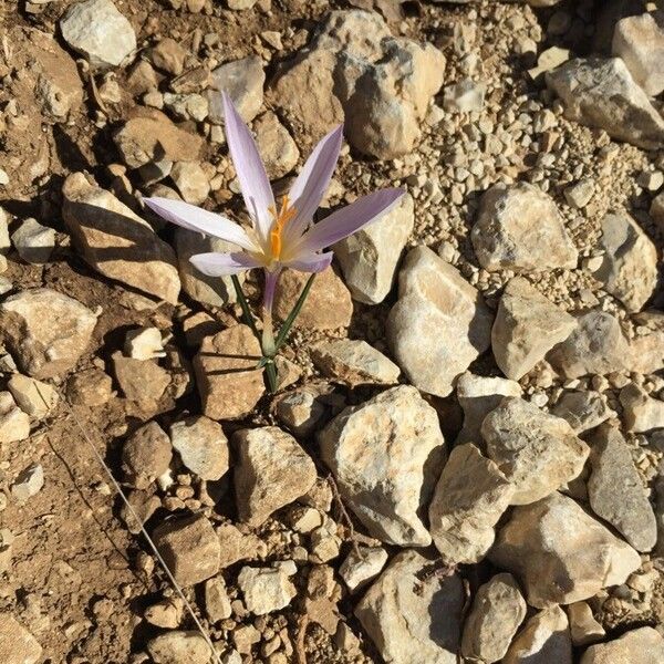 Colchicum cupanii 花